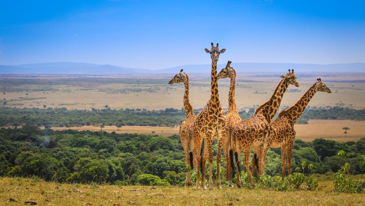 zone safari africa
